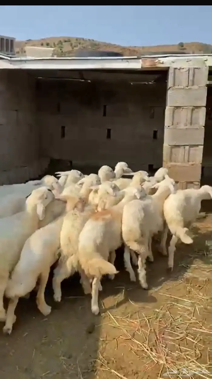 بهم حري 2