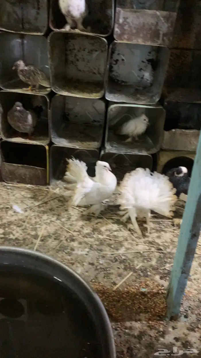 حمام مشكل 1