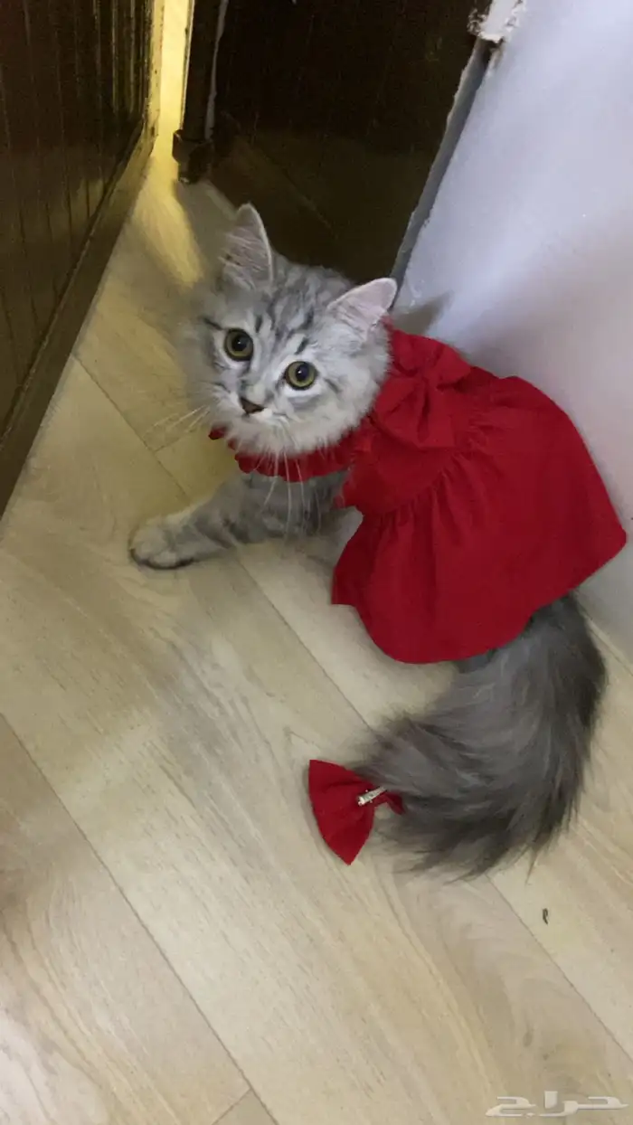 قطه للبيع 3
