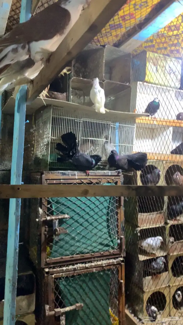حمام مشكل 2