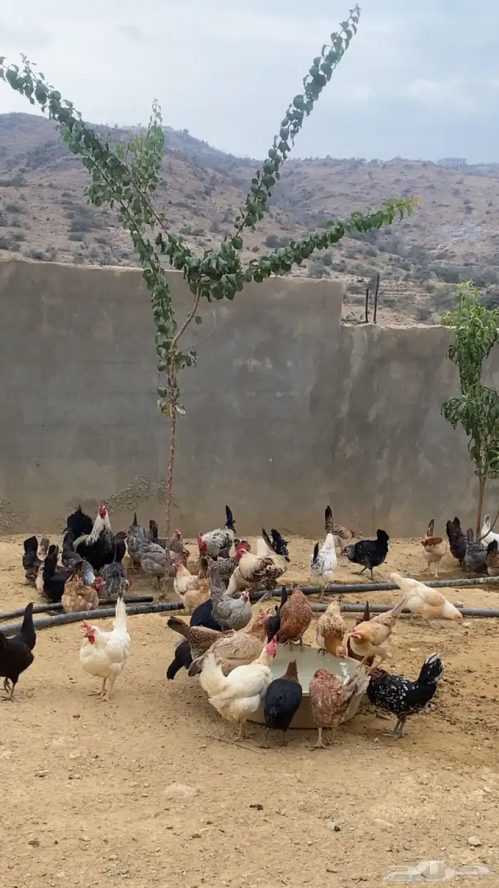 دجاج بلدي 0