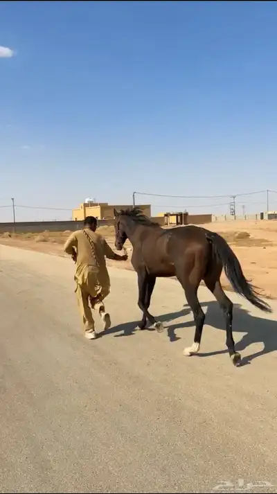 احصان انقليزي ورق index