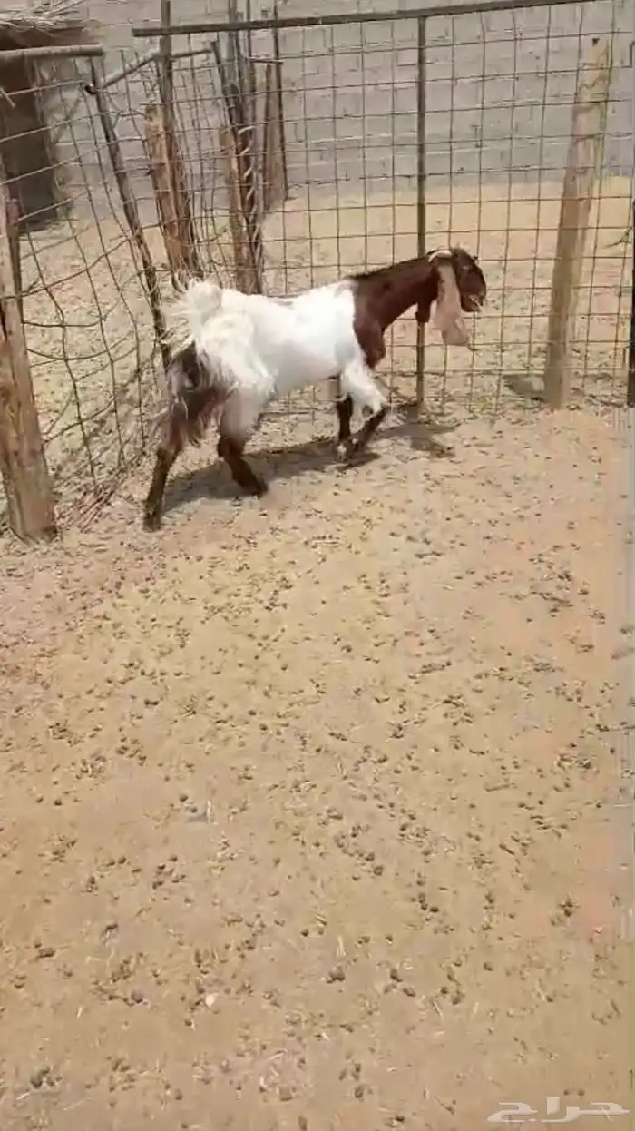 جفره مشروكه 1