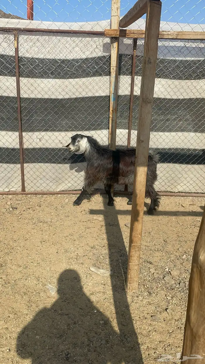 تيس ذبيحة(تم البيع) 2