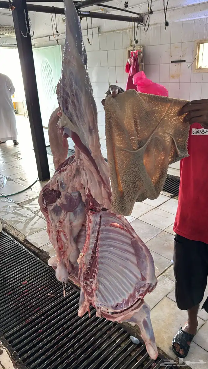 سواكن جملة وتفريد ويوجد توصيل 8