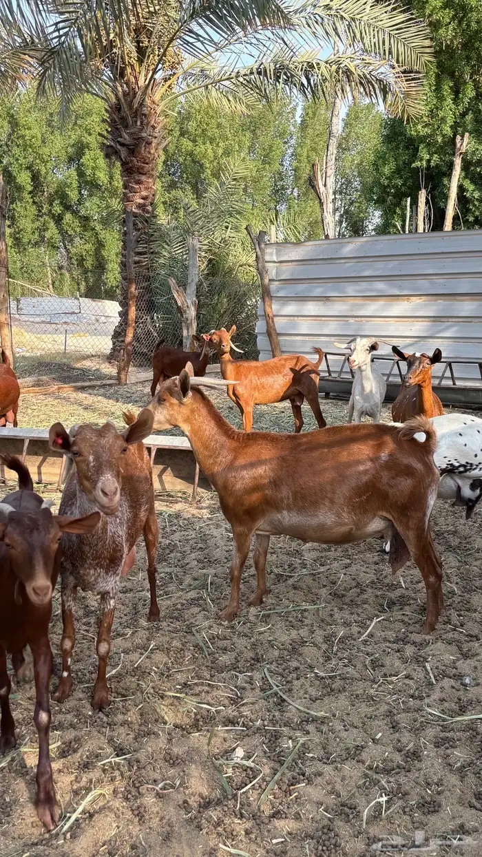 معزا جنوبيات 8