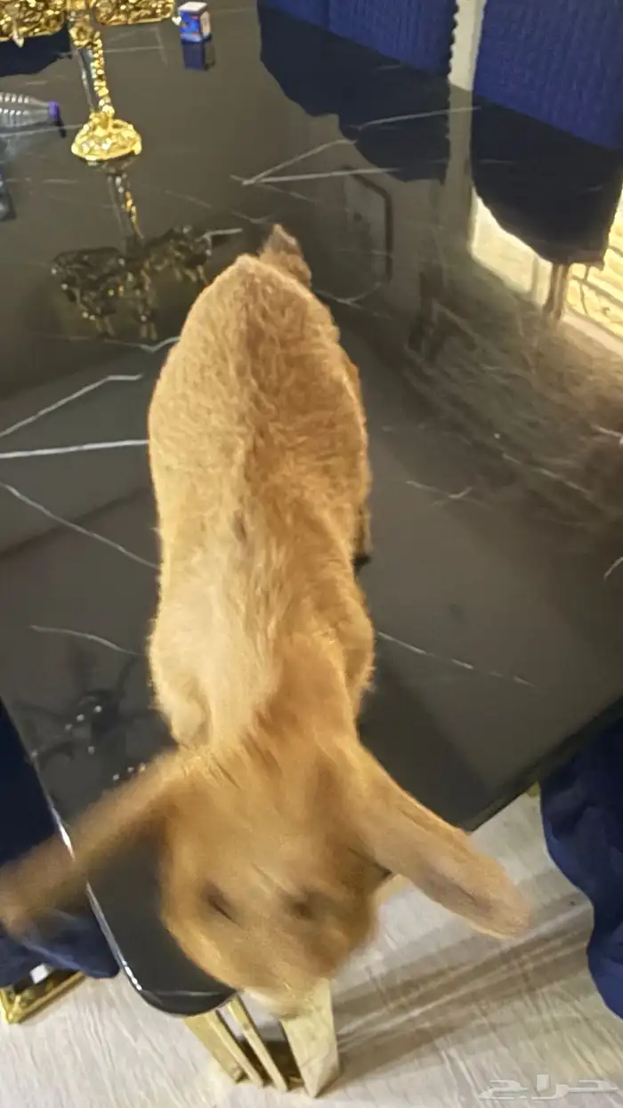 ماعز قزم للبيع العمر شهرين النوع ذكر 2