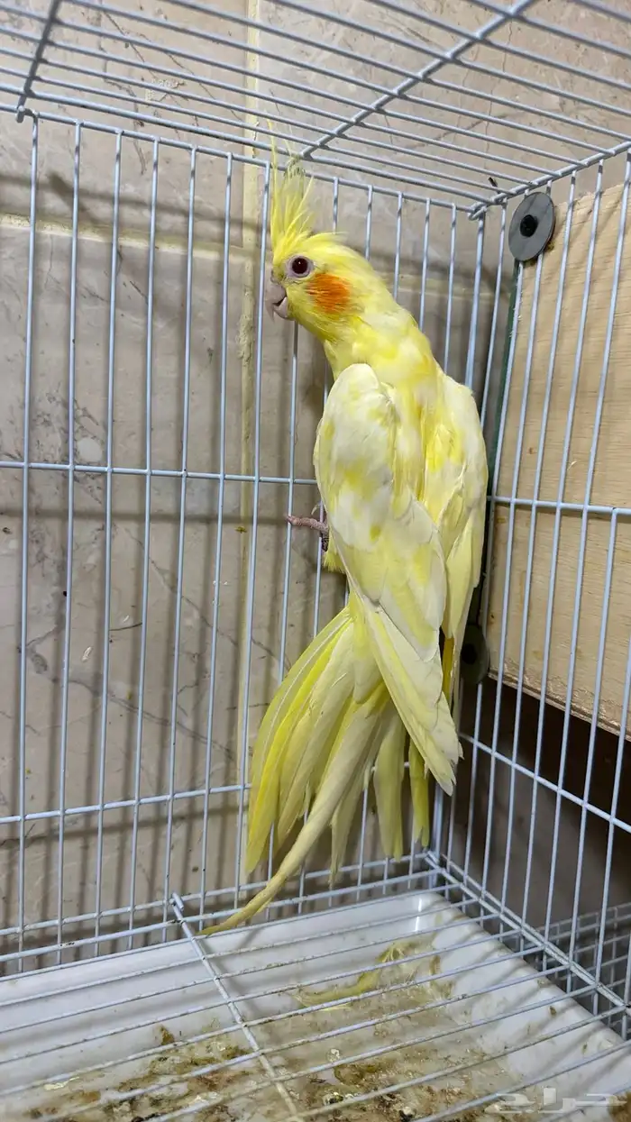 أنثى كروان لتينو منتجه شرط 5