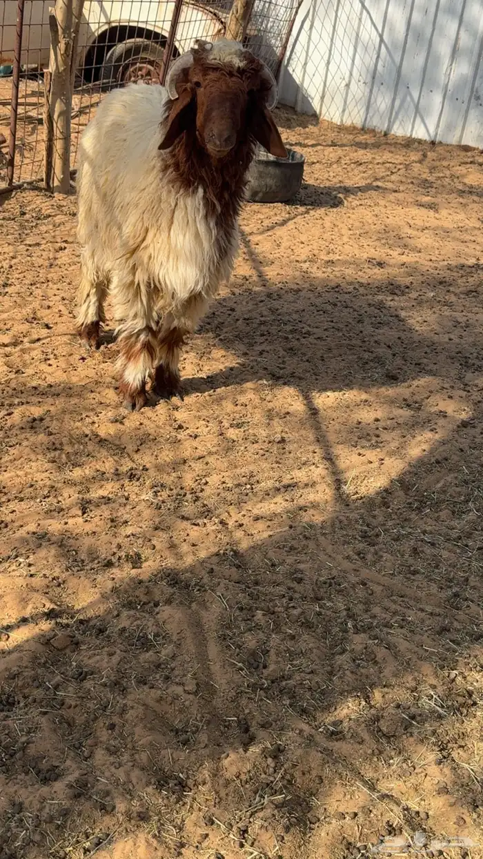 تم البيع تم البيع 0