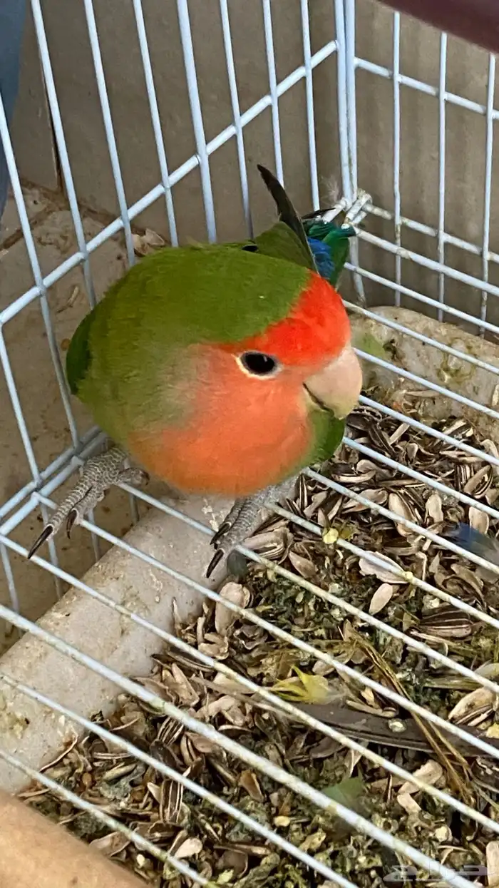 روز 2