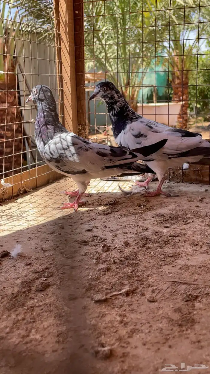 اجوز باكستاني 3