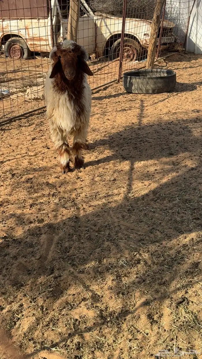 تم البيع تم البيع 2