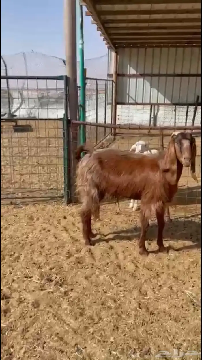 للبيع معزاء تم البيع 1