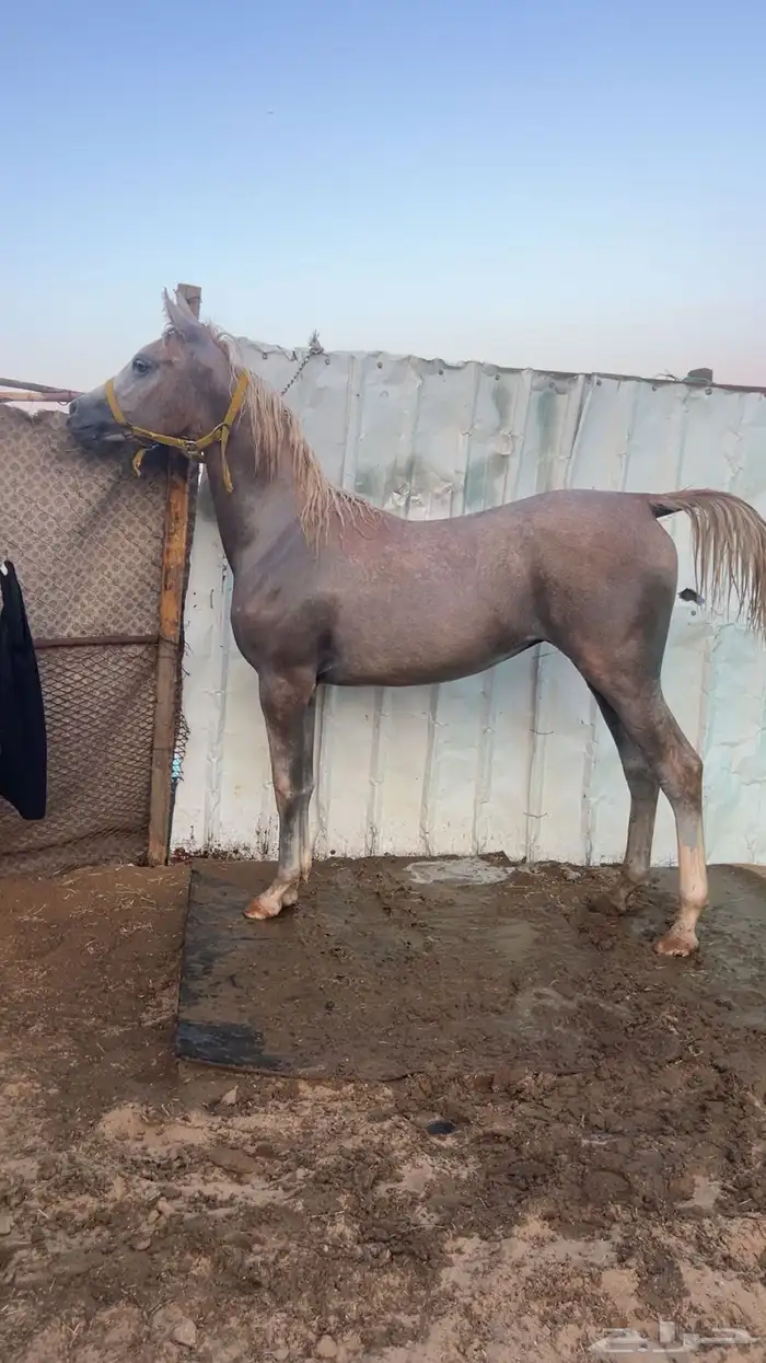 مهر شعبي 0