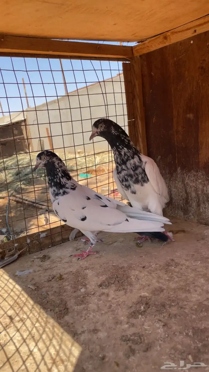 اجوز باكستاني 6