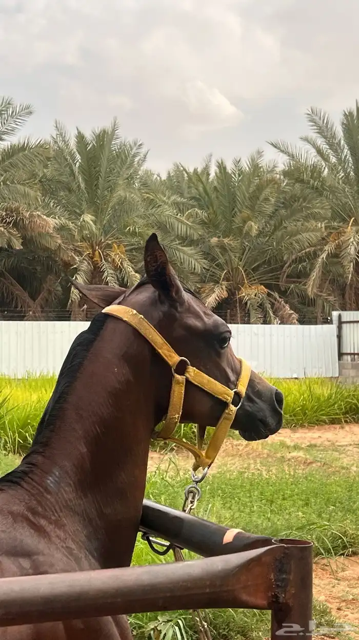 مهر واهو 2