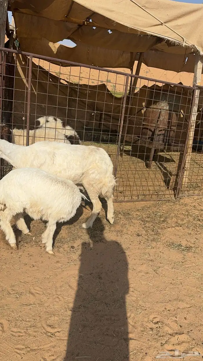 شاة حرية والد حدرها رخل ذبيحه 2