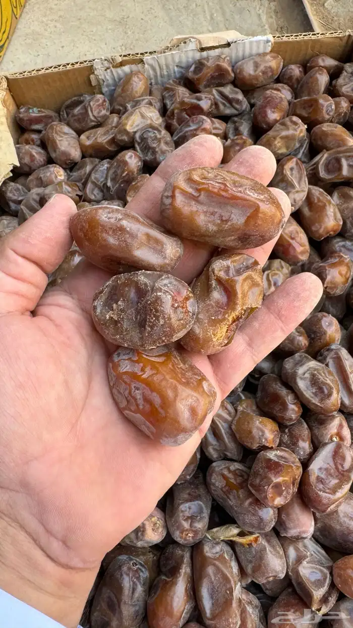 تمر ناشف سري حوطة بني تميم 1