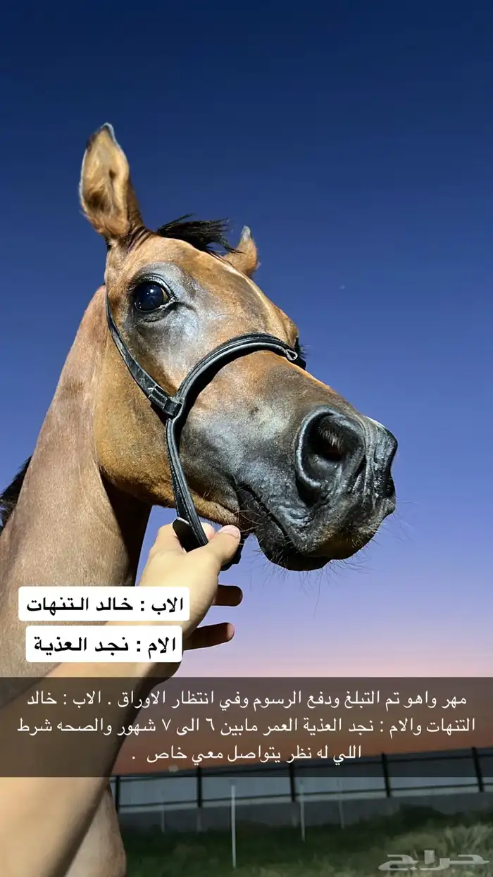 مهر واهو 0