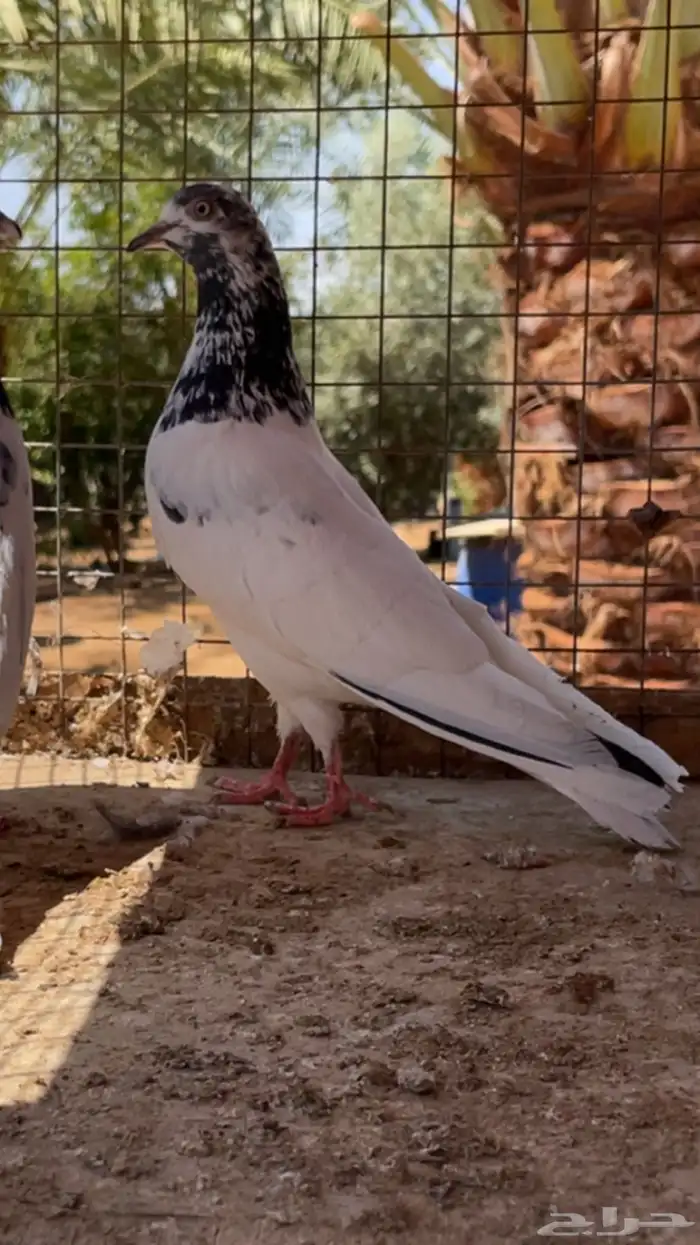 اجوز باكستاني 7