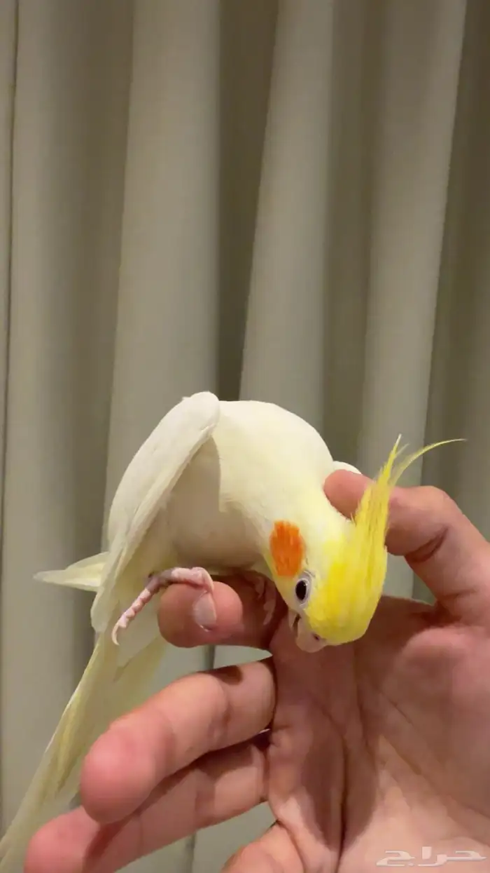 كروان البينو عيون حمر اليف 2