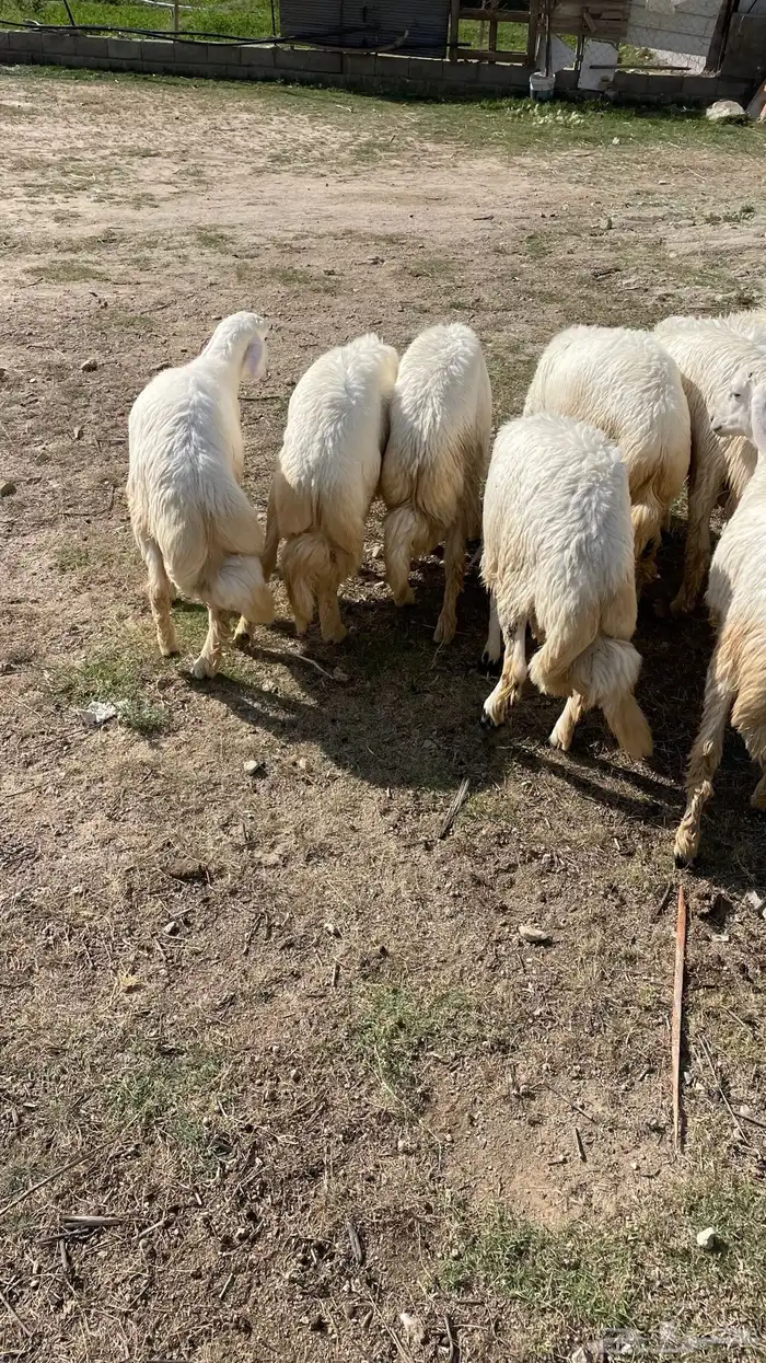ت م البيع 1