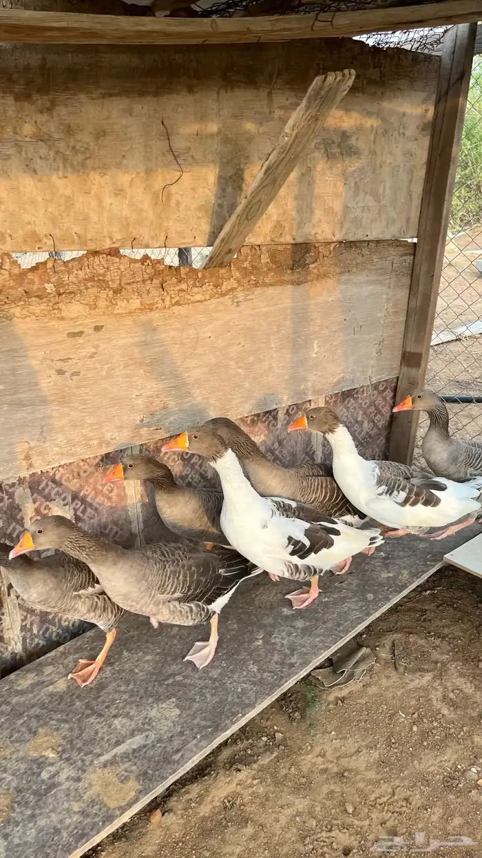 وز للبيع العدد 7 الصحه شرط 3