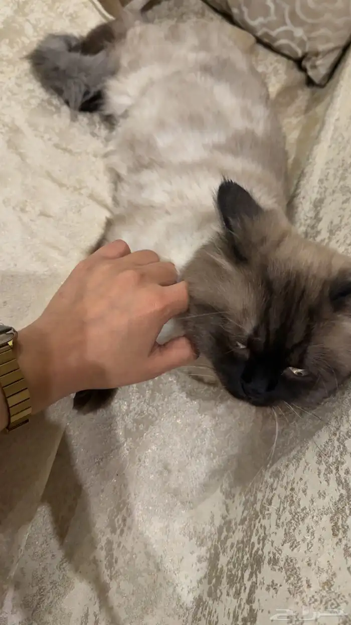قطط للبيع 4