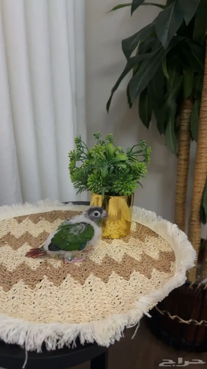 فروخ كنيور يلو سايد 0