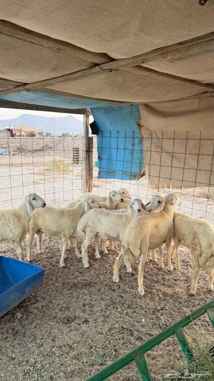 طليان حريه 1