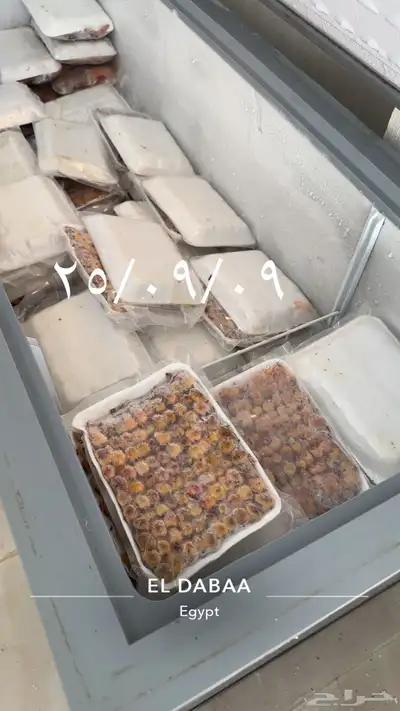 دخل طيور الموسم من مصر 0