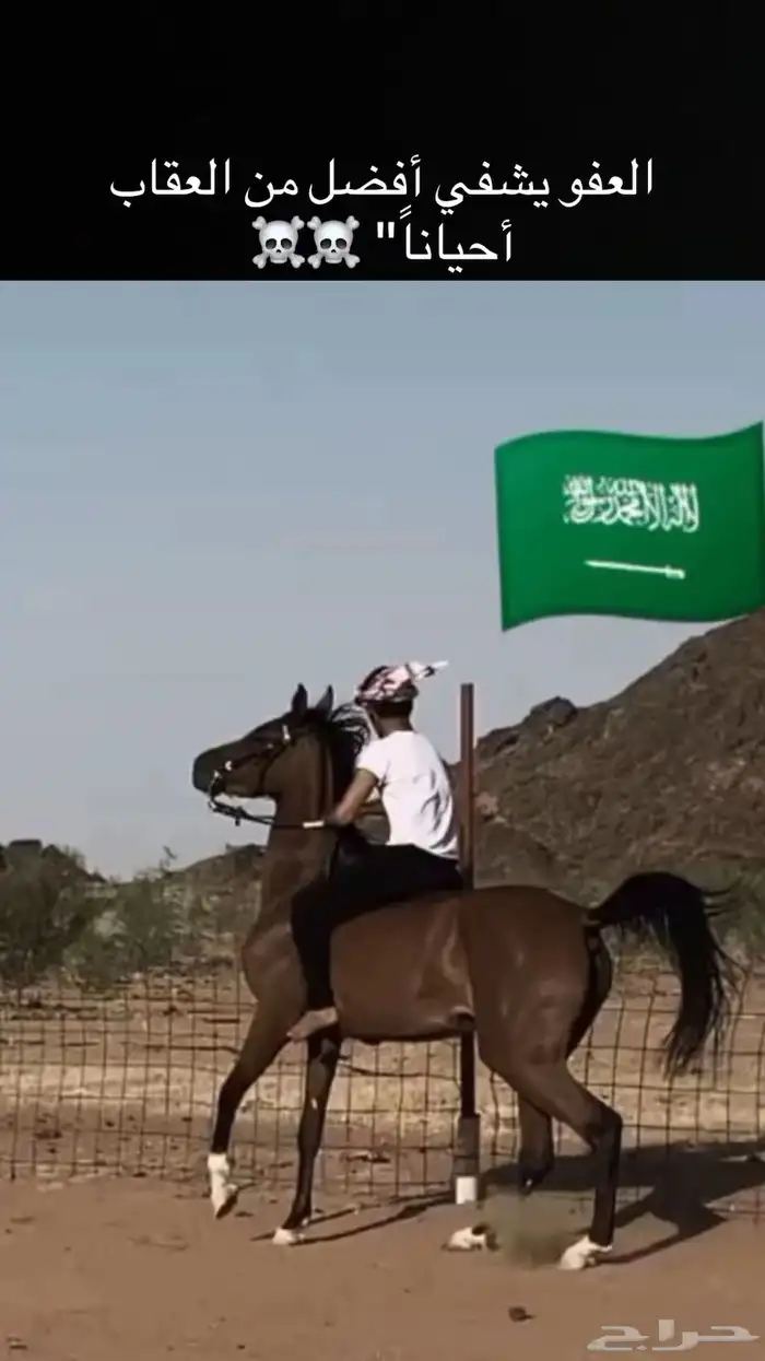 فرس شعبي عربيه كفو 2