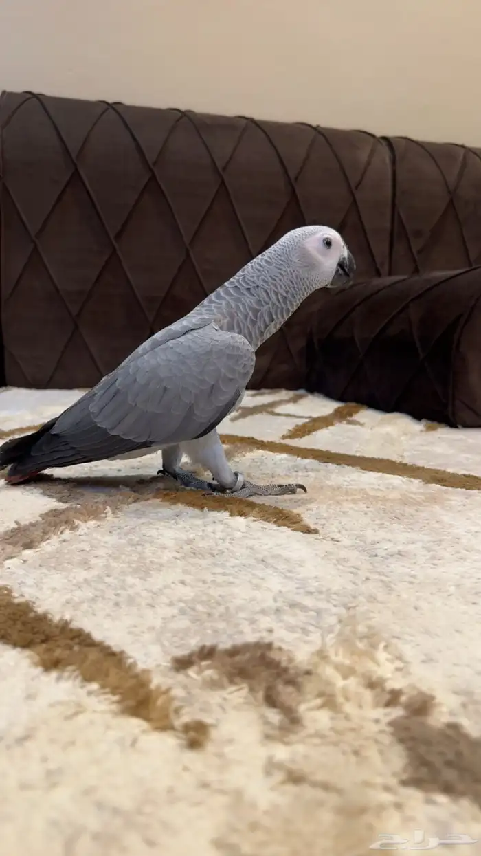 فرخ كاسكو ثلجي .تم البيع 0