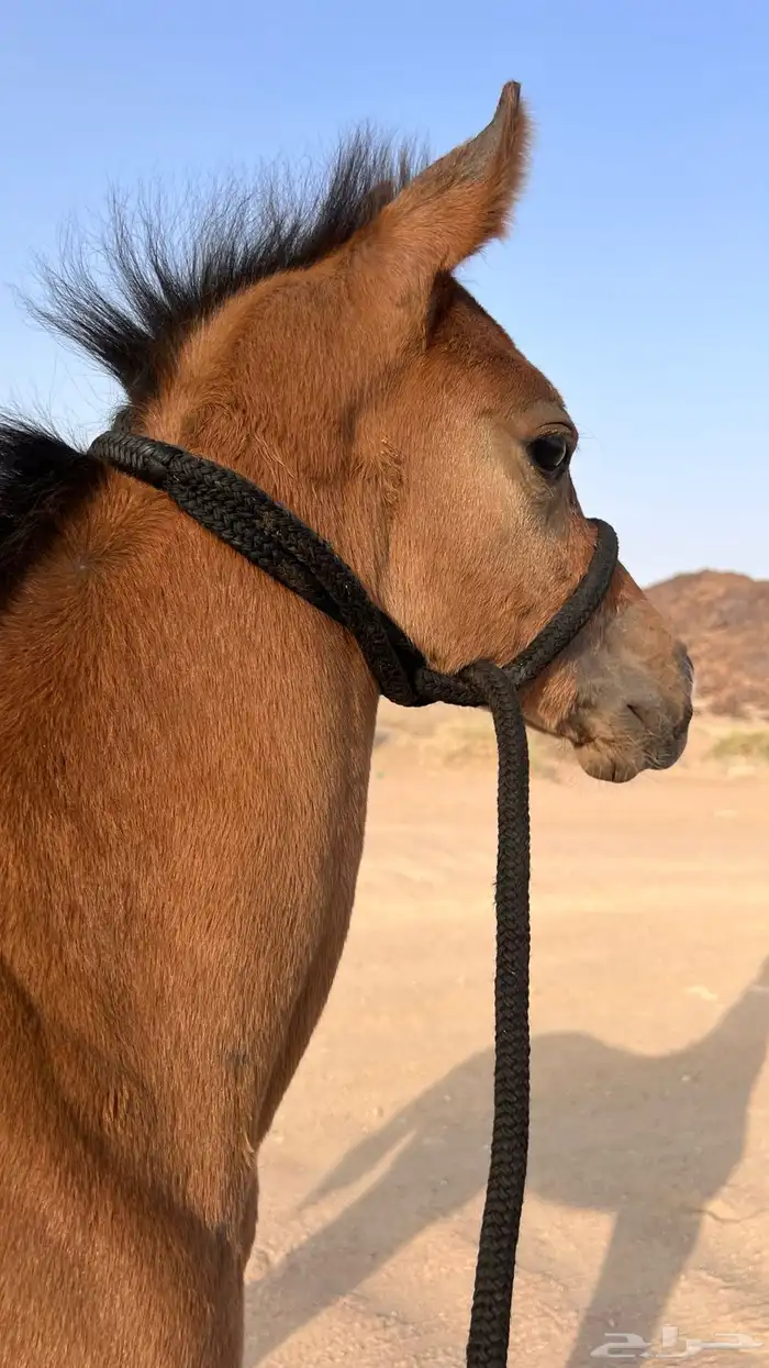 فرس شعبي عربيه كفو 9