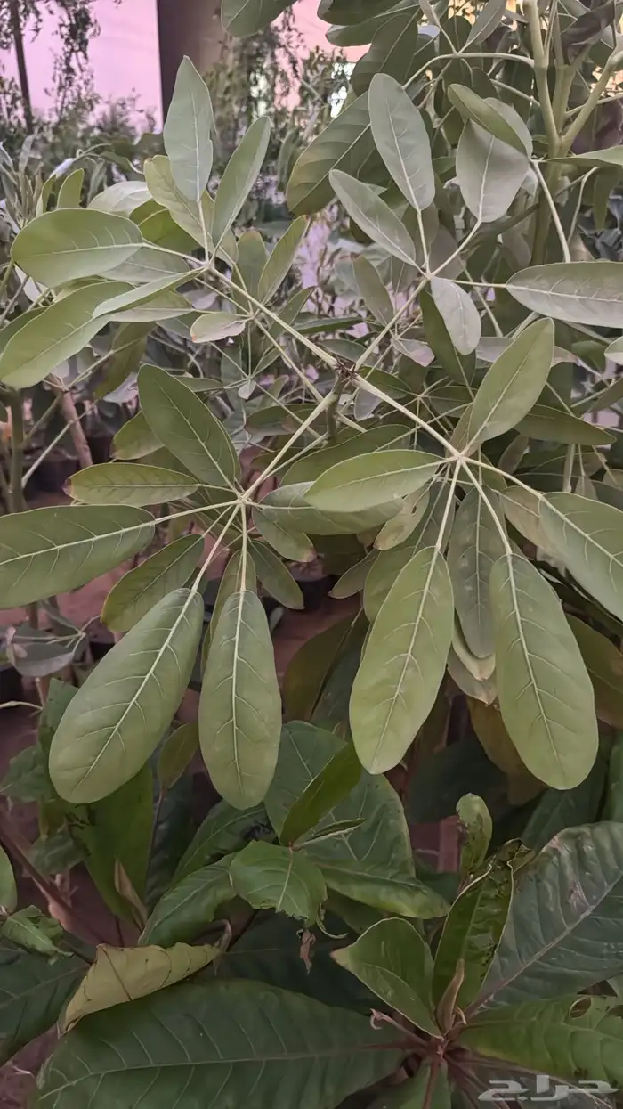 شتلات متنوعة بأسعار منافسة 11