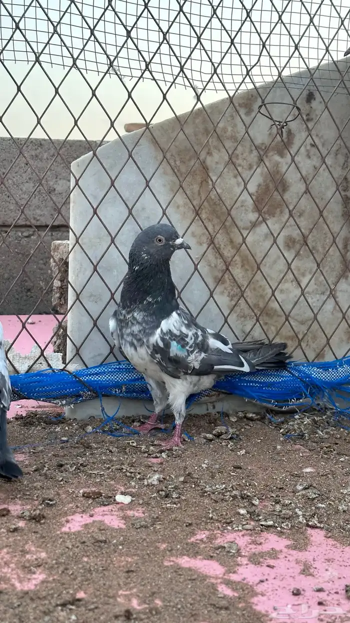 حمام باكستاني كمنقر 0