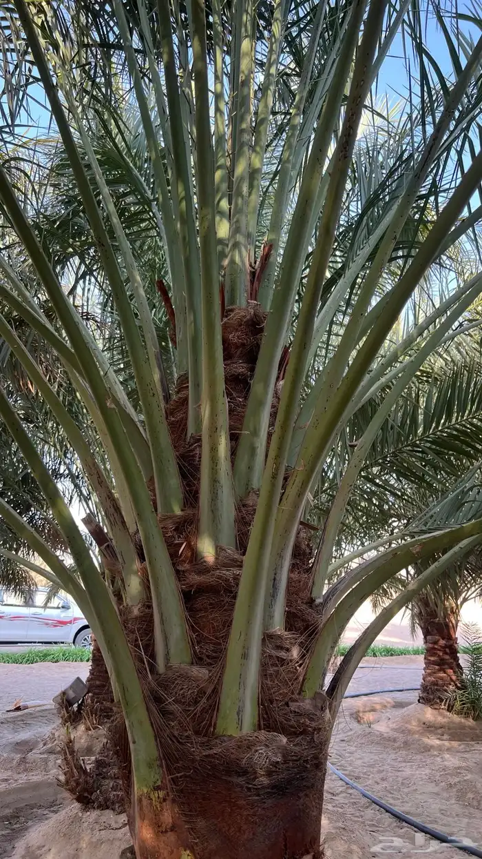 للبيع 3