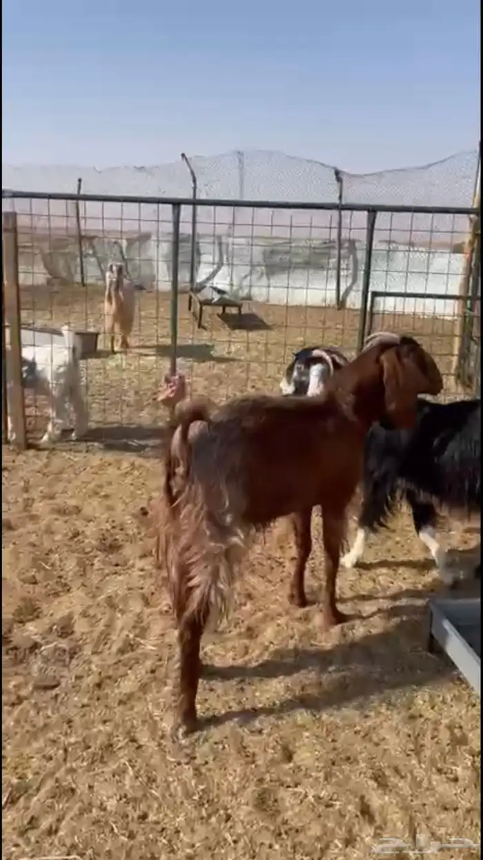 للبيع معزاء تم البيع 2