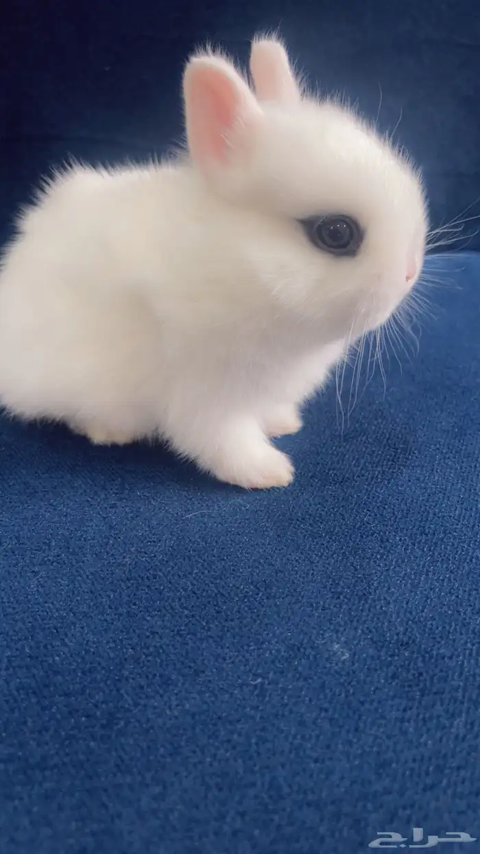 ارانب نذرلاند قزم للبيع 5