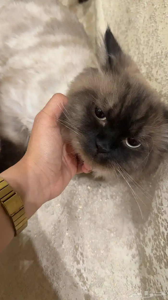 قطط للبيع 2