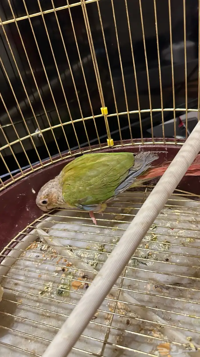 كنيور منتج محلل (تم البيع) 1