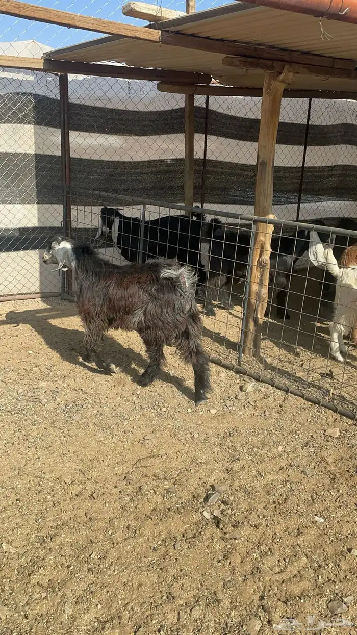 تيس ذبيحة(تم البيع) 1