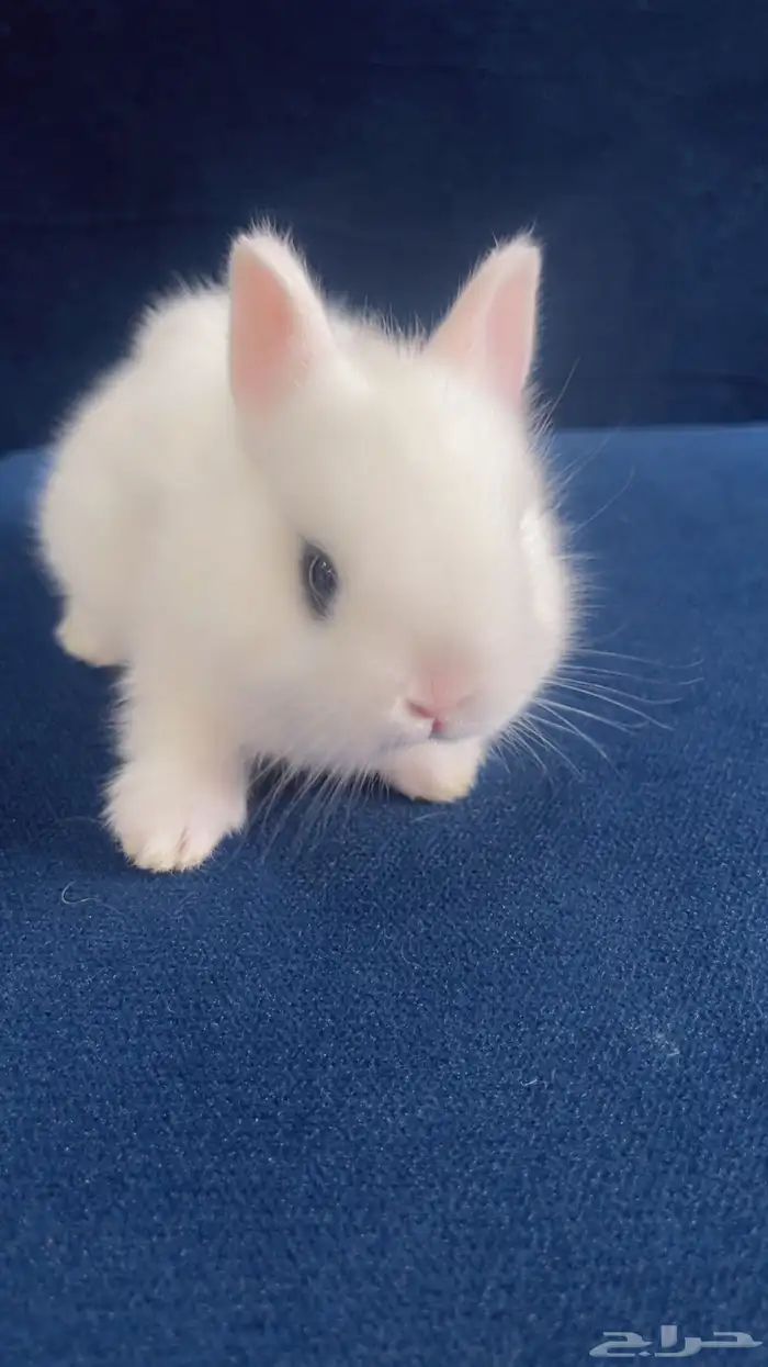 ارانب نذرلاند قزم للبيع 6