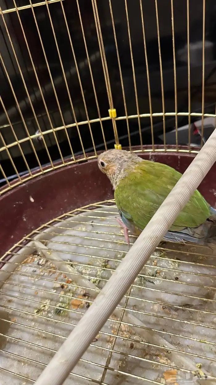 كنيور منتج محلل (تم البيع) 0