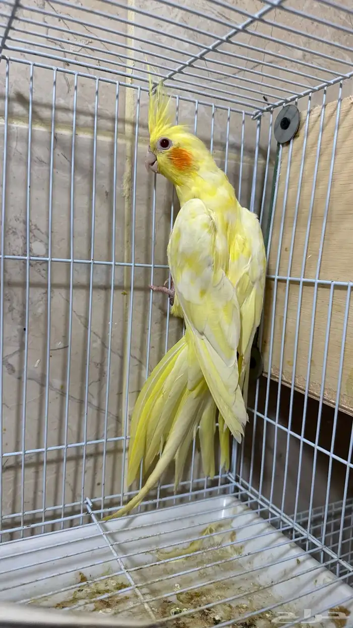 أنثى كروان لتينو منتجه شرط 4