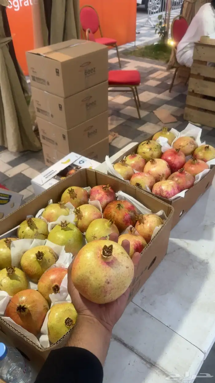 رمان جوف ال معمر حبه كبير على الشرط 0