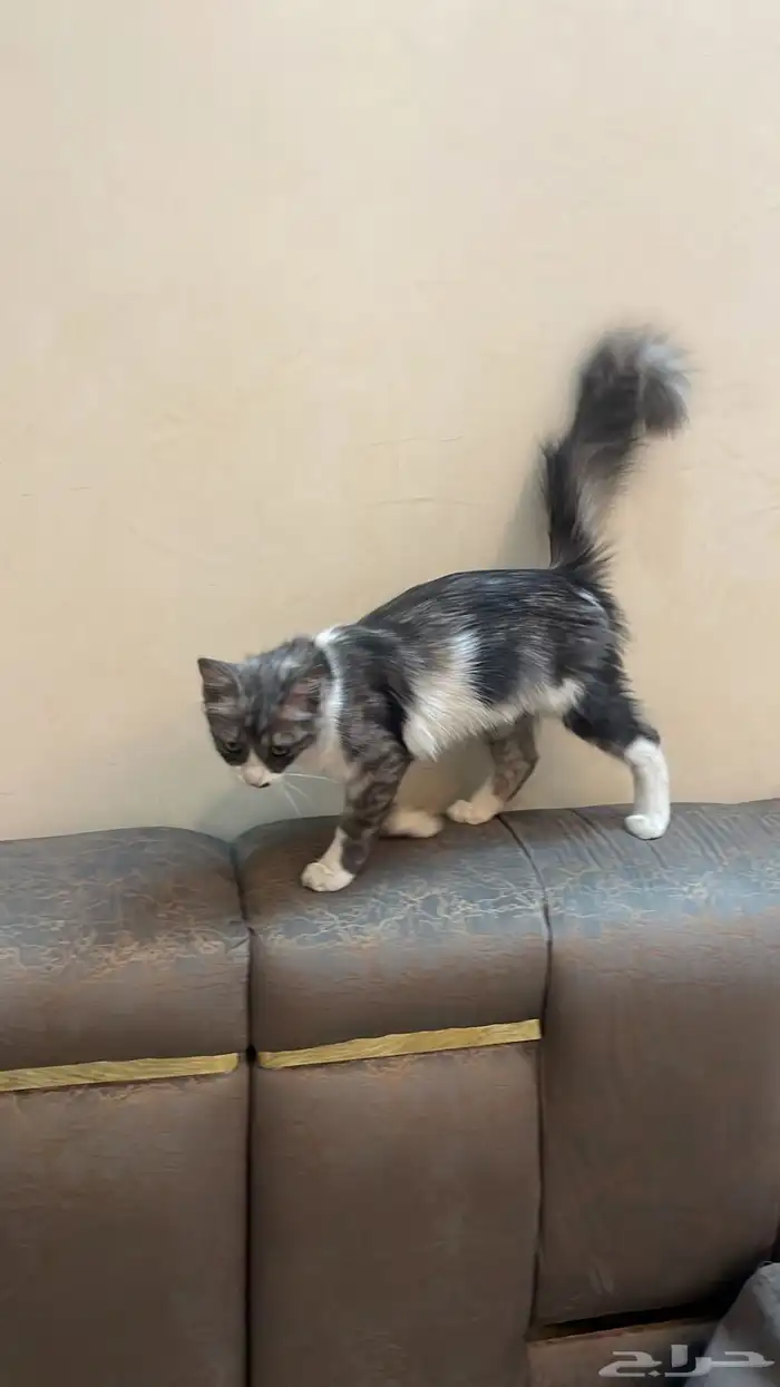 قطه لتبني شيرازيه سليمه ولطيفه جدا 0