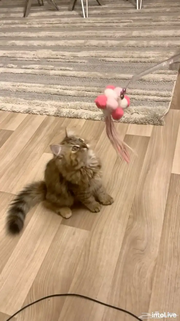 قطه مفقوده 0