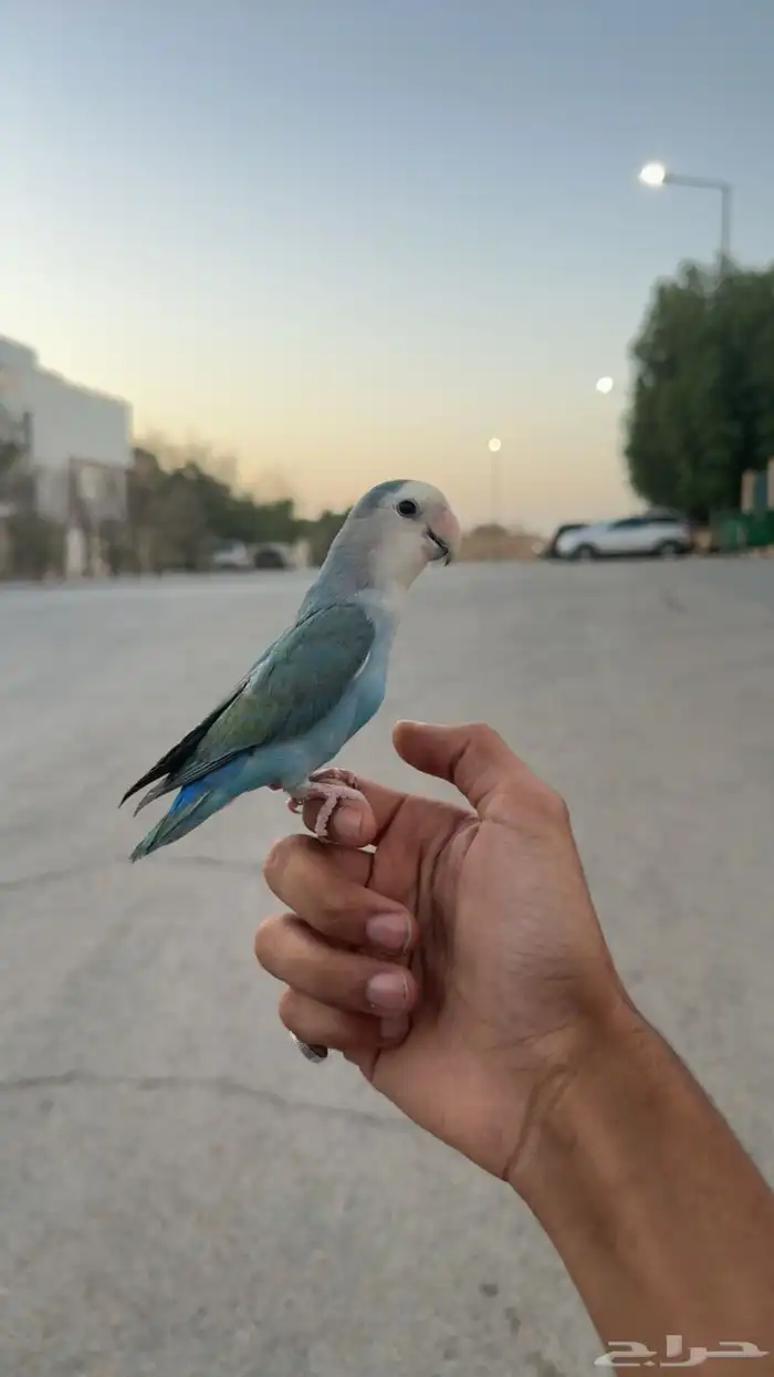 فاخر من الآخر (روز هدد داخلي وخارجي ) تم البيع 5