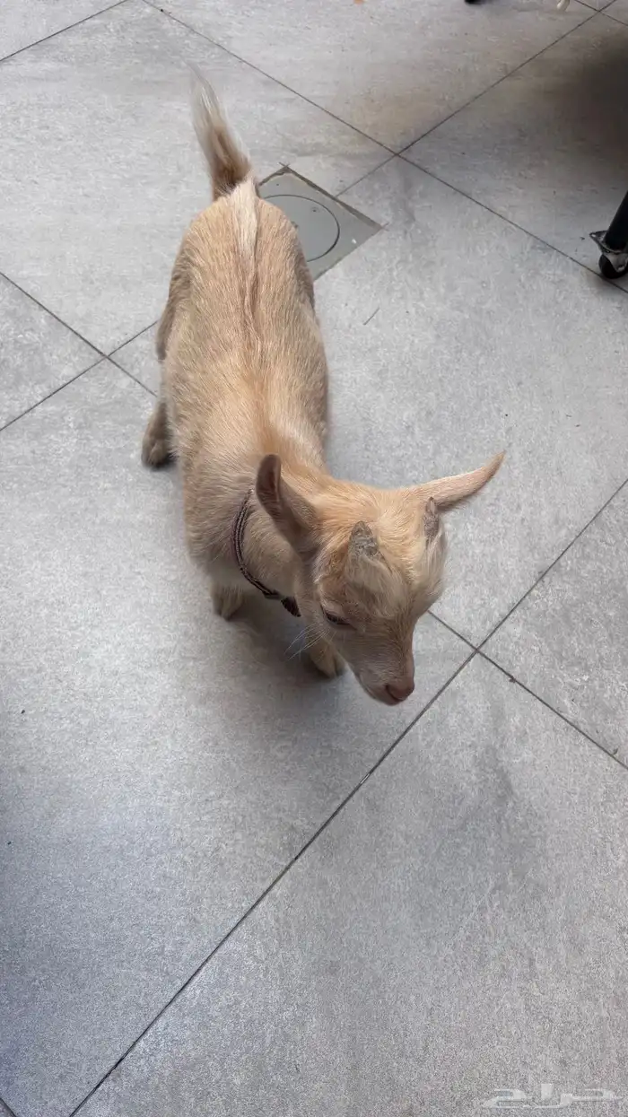 ماعز قزم بيور 1